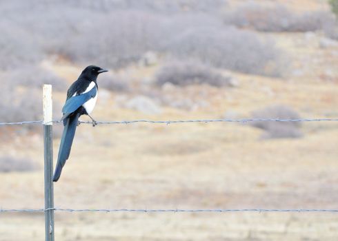 A Black-billed Magpie perched on a barbed wire fence.