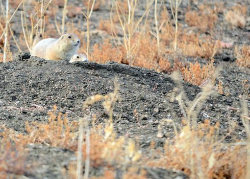 Two Black-Tailed Prairie Dogs perched on a borrow opening on a Prairie Dog town.