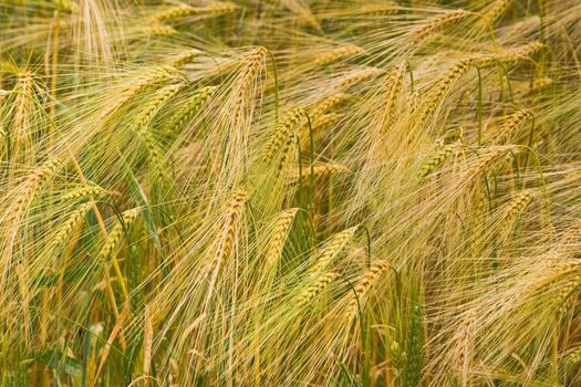 Riping grain on the field  in summer sunshine 