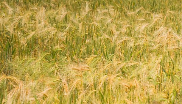 Sunshine on riping grain on the field in summer