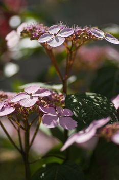 Pink hortensia flowers in summer-vertical image