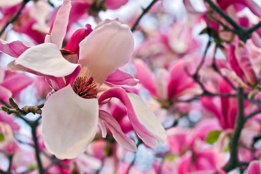 Big flower of pink magnolia closeup