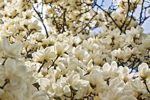 Many white magnolia flowers on a tree