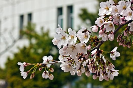 Branch of blooming sakura with a bee