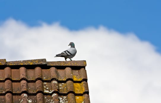 This image shows a pigeon at roof