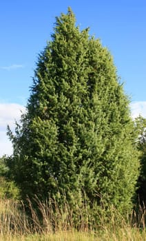 this image shows a fir tree with sky