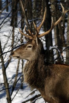 Wild elks in winter