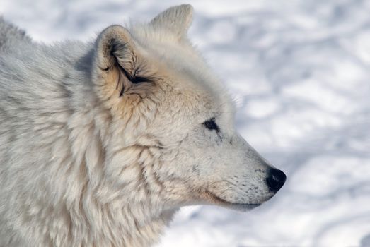 Arctic wolf in Winter