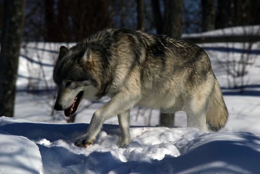 Close-up portrait of a gray wolf in Winter