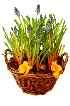 A basket with muscari and crocus