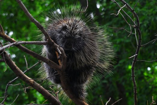 Close-up portrait of a big porcupine in a tree