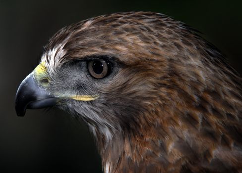 Close up portrait of a wild red tailed hawk