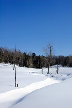 Winter landscape with a bright blue sky
