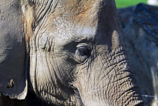 Close-up portrait of a big African elephant