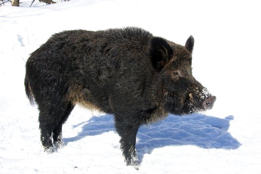 Wild Boar in winter