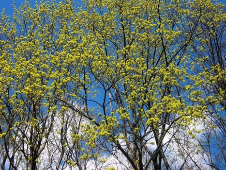 spring tree