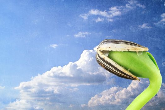 Grunged image of a sunflower seedling against a cloudscape.