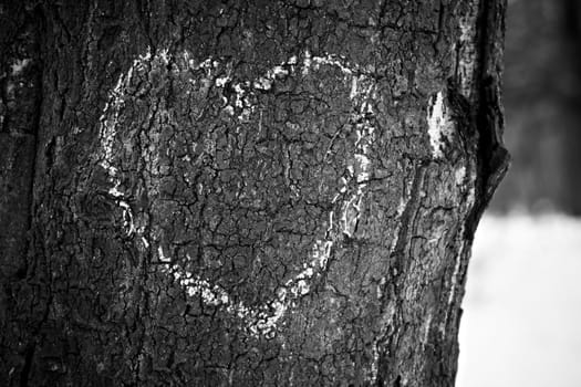 Heart drawn on tree trunk, monochrome image.