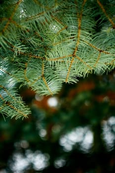 Close up of spruce branch, shallow depth of field.