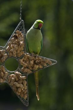Rose-ringed parakeet or ringnecked parakeet sitting on feeding hanger filled with peanuts