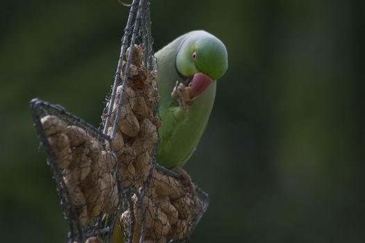 Rose-ringed parakeet or ringnecked parakeet eating peanuts from feeding hanger