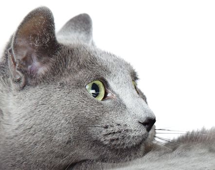 Close-up photo of the Russian blue cat on a white background