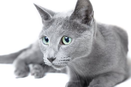Russian blue cat hunting on a white background