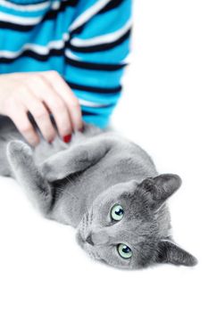 Human hand pampering cat laying on a white background 