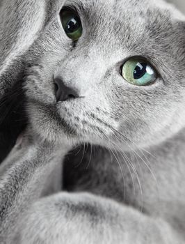 Portrait of funny Russian blue cat with green eyes