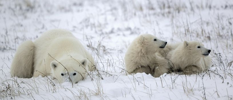 Polar she-bear with cubs. The polar she-bear  with two kids on snow-covered coast.