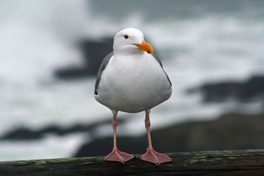 Seagull Portrait in Bodega Bay California