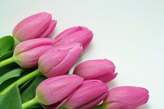 A Pink Tulip Bouquet with Water Droplets