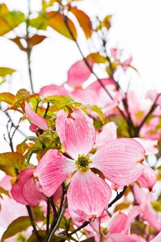 Flowering Japanese dogwood in spring - vertical image