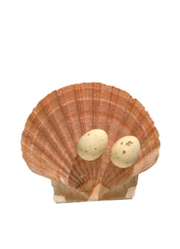 Easter eggs decoration on the sea shell isolated on a white background