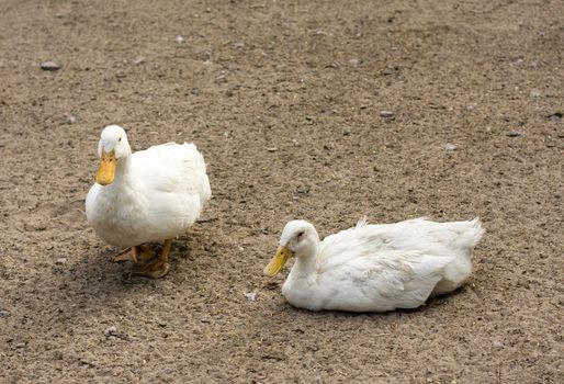 couple of duck in the saint-petersburg zoo