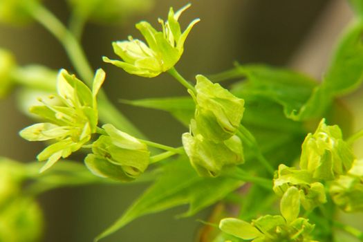 Ahornblüte Makro
