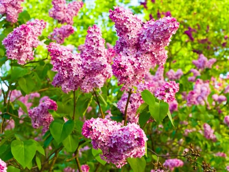 flowers of lilack in the summer garden