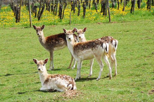 Gruppe Damwild im Frühling
