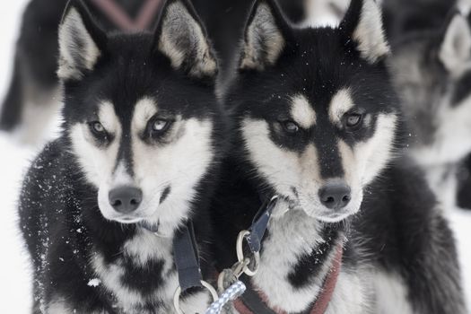 closeup of huskys in the snow