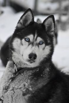 closeup of huskys in the snow