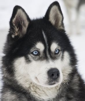 closeup of huskys in the snow