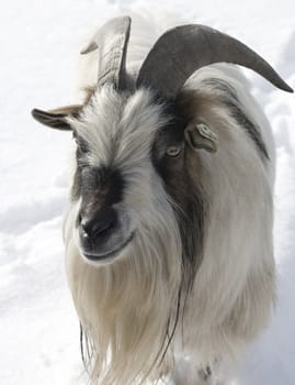 Goat in the snow