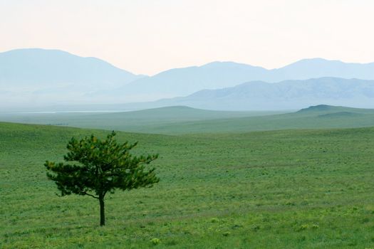 A lone pine tree stands vigil over a mystical landscape of green grass and magical blue hills shrouded in mist