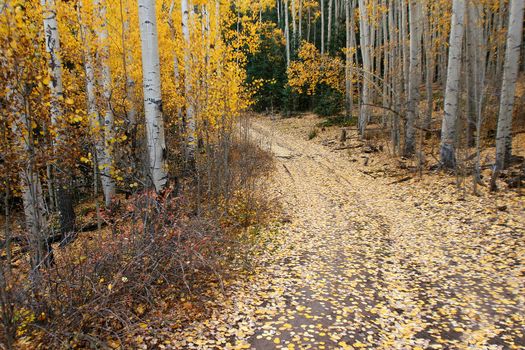 ATV trail through aspen trees cloaked in golden leaves in the Colorado Rocky Mountains