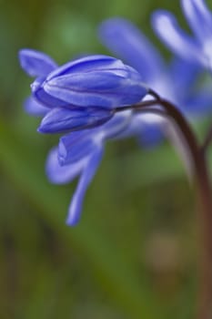 blue tulips