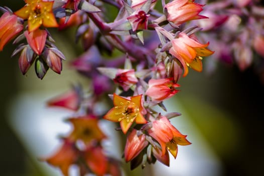 spring flowers in different colors