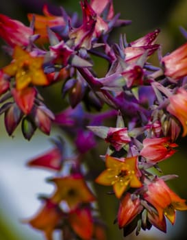 spring flowers in different colors