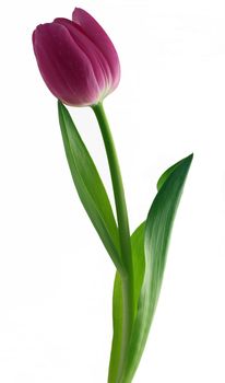 Single Pink Tulip Isolated on a White Background