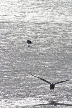 seagulls on frozen water