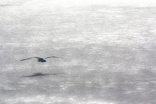 seagulls on frozen water